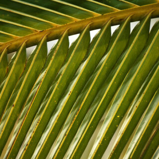 A palm leaf showcasing nature's beauty and tranquility.