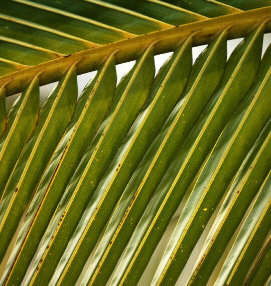 Ana Če Photography - A palm leaf showcasing nature's beauty and tranquility.