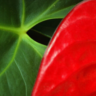 A close-up of a vibrant red and green plant, showcasing its intricate details and contrasting colors.