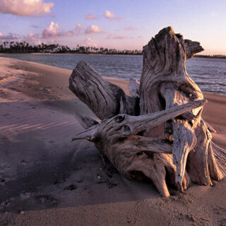 Ana Če Photography - A tree stump on the beach, a remnant of nature's strength and beauty amidst the sandy shores.